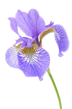 Beautiful Purple Iris clipart