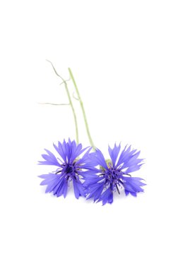 Cornflowers clipart