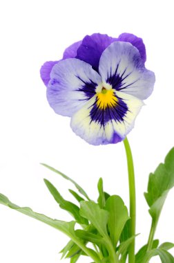Pansy Violet with Green Leaves