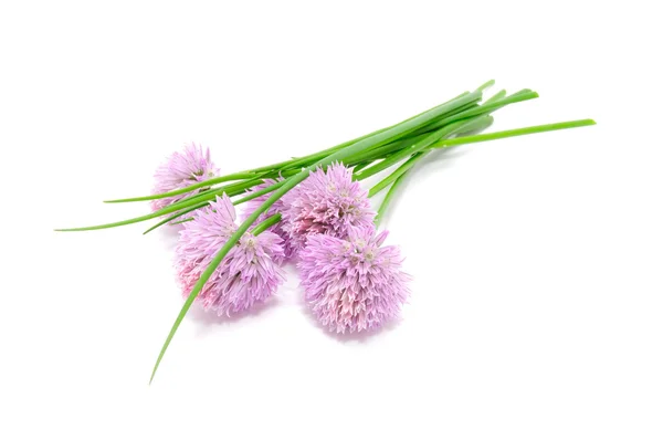 Ciboulette et fleurs de ciboulette — Photo