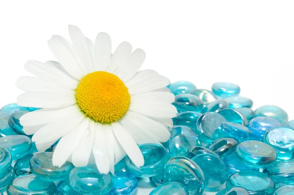 Daisy op blauw glas stenen — Stockfoto