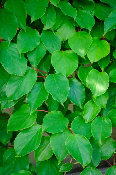 Yeşil actinidia yaprakları — Stok fotoğraf