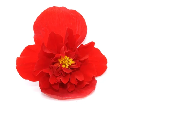 Begonia vermelha — Fotografia de Stock