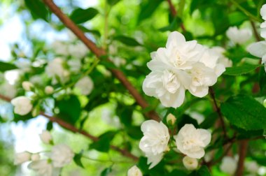 Beautiful White Jasmine Flowers clipart