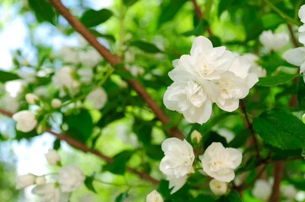 Gyönyörű fehér jázmin virágok — Stock Fotó