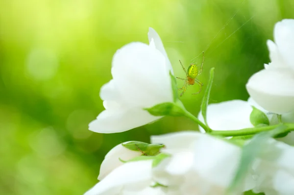 Groene spin op jasmijn bloem — Stockfoto