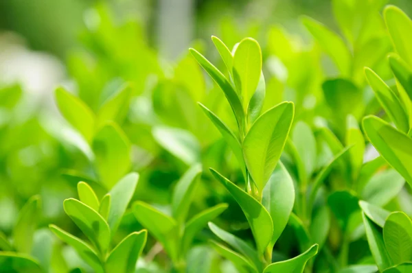 Caixa Verde (Boxwood) Folhas — Fotografia de Stock