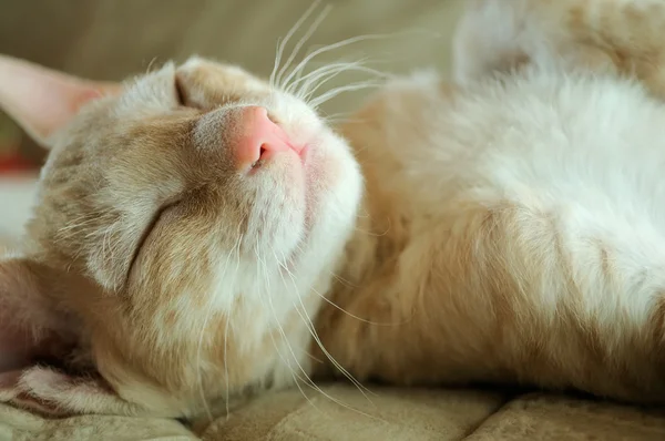 Симпатичный котенок, спящий на спине — стоковое фото