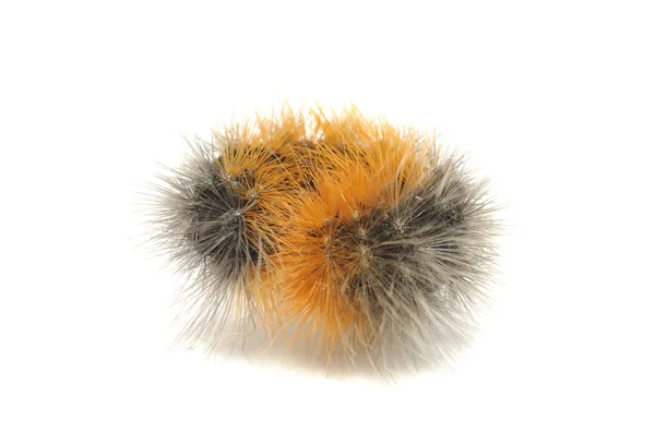 Hairy гусениця клубочок м'яч — стокове фото