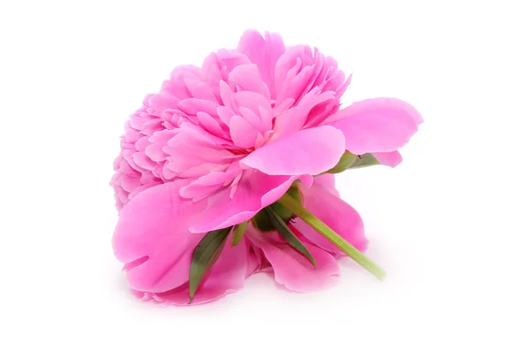 Mooie roze pioenroos — Stockfoto