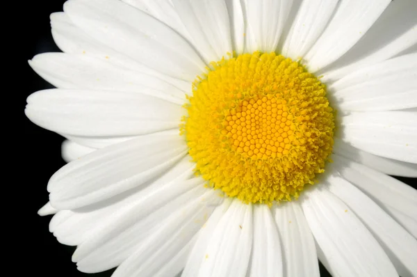 Красивый цветок ромашки — стоковое фото
