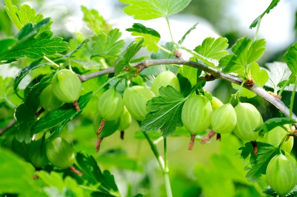 Green Gooseberries on Bush — Stock Photo, Image