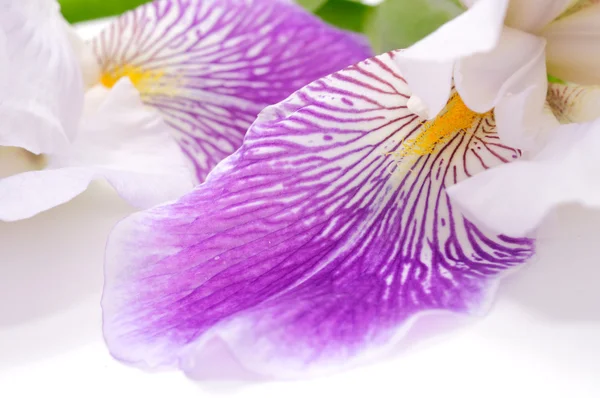 Piękne irys kwiat — Zdjęcie stockowe