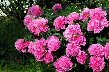 Pink Peony Bush clipart