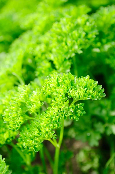 Curly Parsley on Vegetable Patch — Stock Photo, Image
