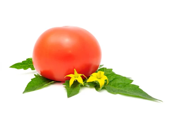Tomate rouge aux feuilles et fleurs — Photo