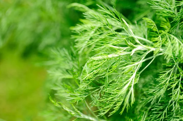 Madera del sur (Artemisia Abrotanum ) —  Fotos de Stock