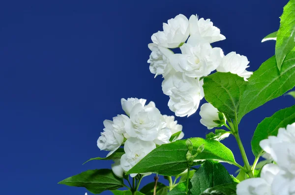 Jasmijn bloemen tegen blauwe hemelachtergrond — Stockfoto