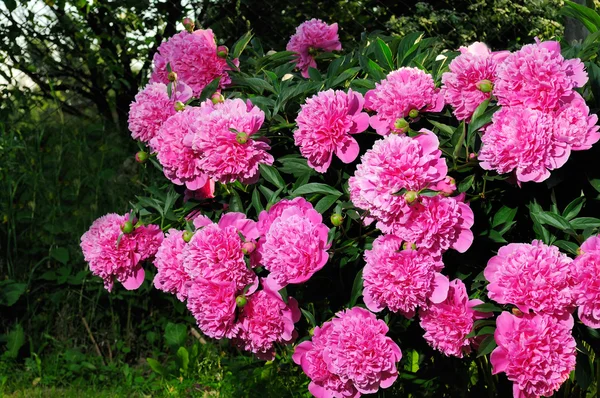 Bush rózsaszín bazsarózsa — Stock Fotó
