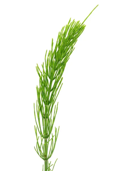 Field Horsetail — Stock Image Field Horsetail Stock Photo