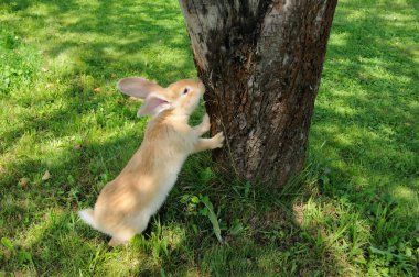 Cute Rabbit Standing on Hind Legs Near Tree clipart