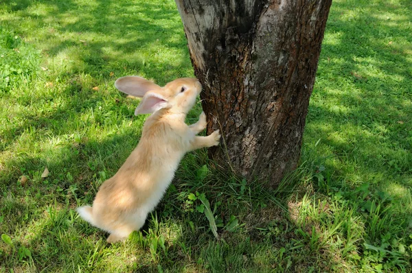 Lindo conejo de pie en hind piernas cerca de árbol —  Fotos de Stock