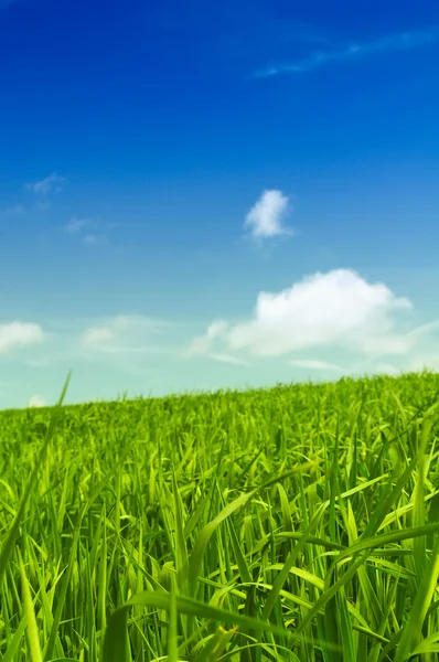 Vackert grönt fält och blå himmel — Stockfoto
