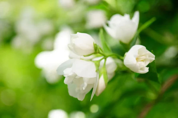 Yasemin çiçekleri üzerinde çalı — Stok fotoğraf