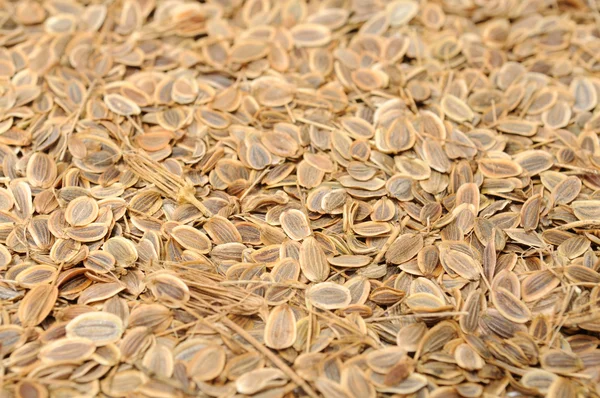 Dill Seeds Close-up — Stock Photo, Image