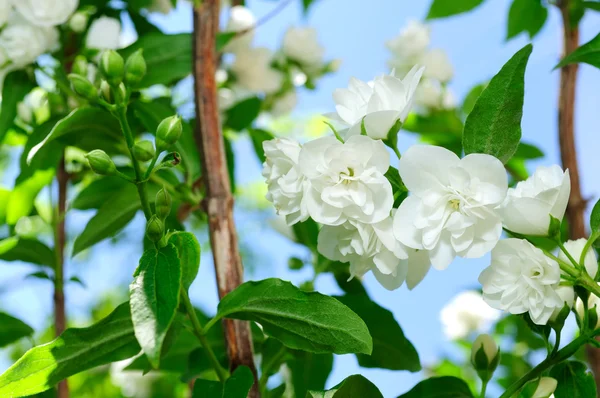Jasmin blommor på buske — Stockfoto