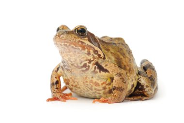 Toad Close-up clipart