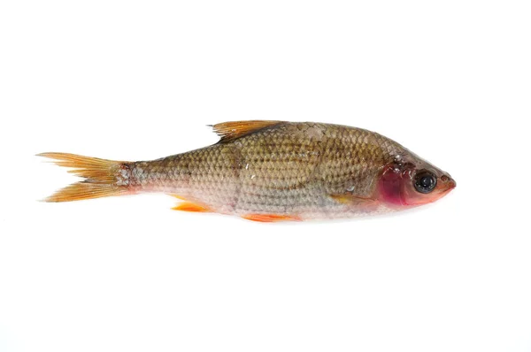 Sjuk mört fisk (Rutilus Rutilus) — Stockfoto
