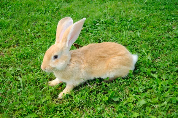 Червоний кролика в траві — стокове фото