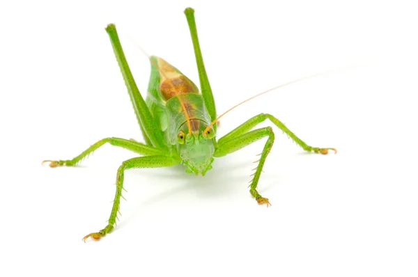 Zelená kobylka — Stock fotografie