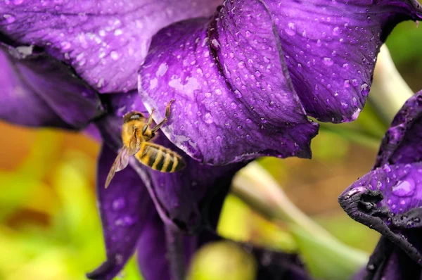 Пчела на цветке гладиолуса — стоковое фото