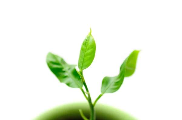 Liten grön växt i kruka — Stockfoto