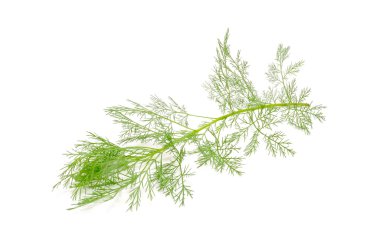 Southernwood (Artemisia Abrotanum) Branch clipart
