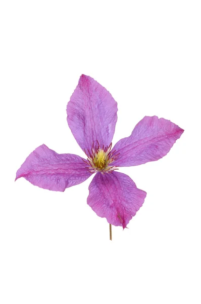 Κληματιτής λουλούδι — Φωτογραφία Αρχείου