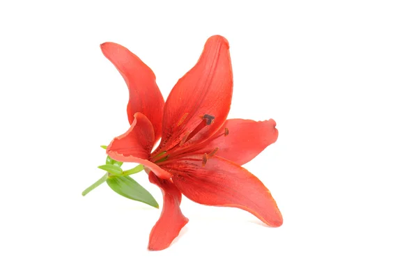 Beautiful Red Lily — Stock Photo, Image