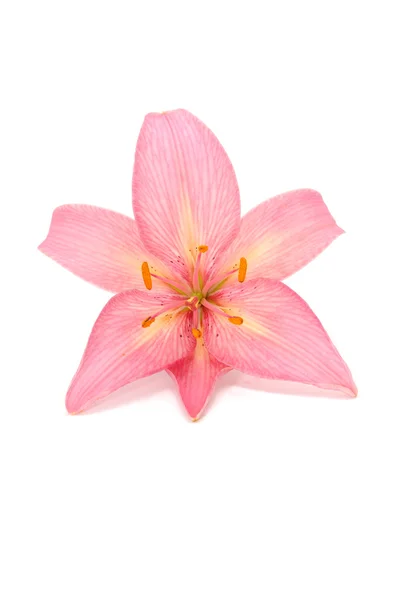 Красивих рожева Лілія — стокове фото