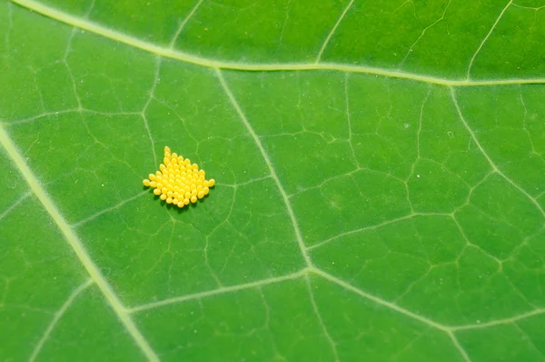 Εντόμου αυγά σε πράσινο φύλλο — Φωτογραφία Αρχείου