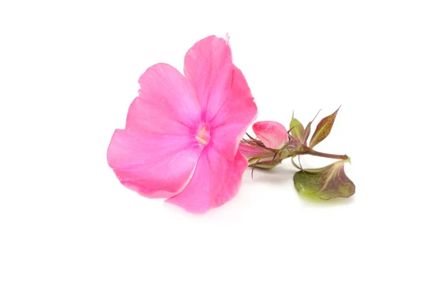 Rosa phlox blomma med knopp — Stockfoto