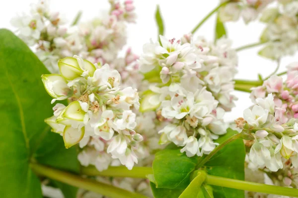 Flores de trigo sarraceno —  Fotos de Stock
