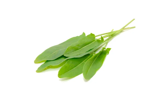 Green Sorrel Leaves — Stock Photo, Image