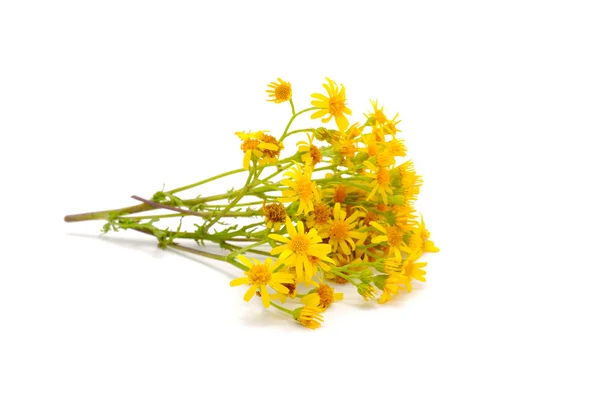 Keleti aggófű (Senecio Vernalis) virágok — Stock Fotó