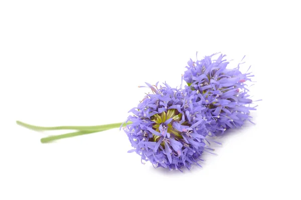 Prachtige wilde bloemen (Jasione) — Stockfoto