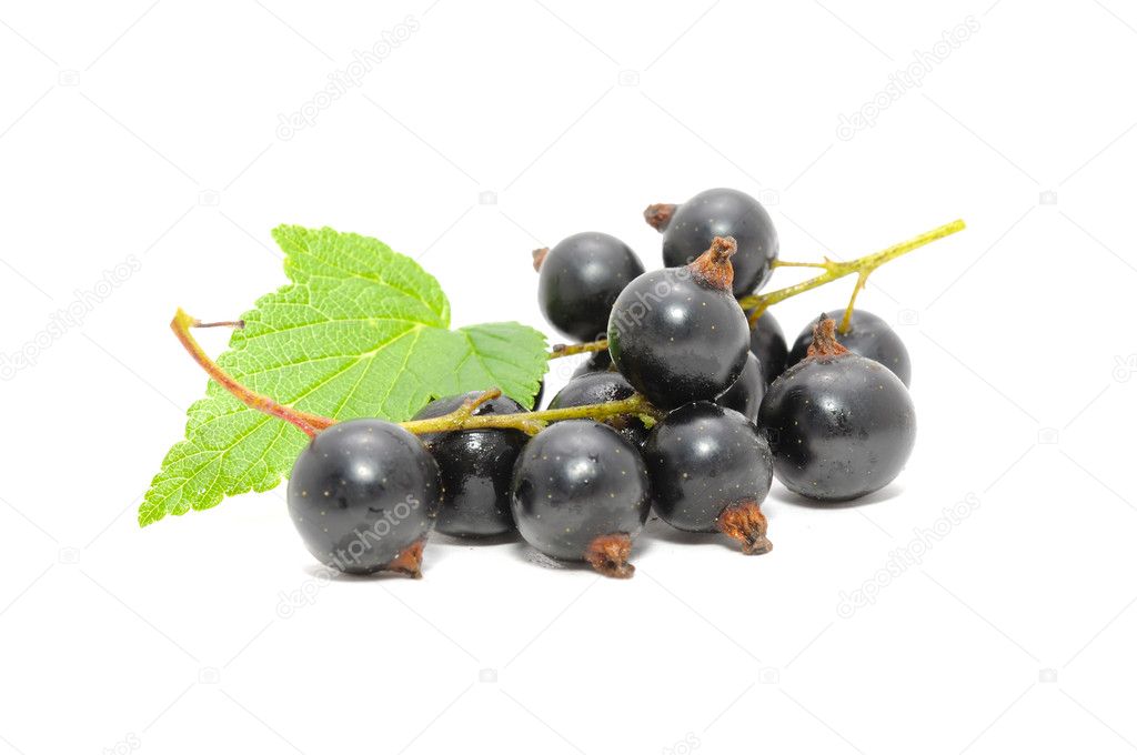 Blackcurrants with Green Leaf