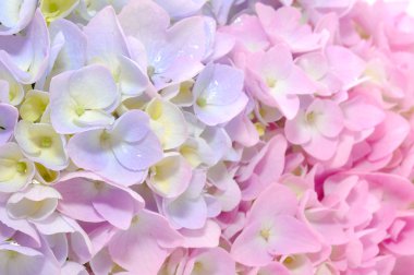 Beautiful Purple and Pink Hydrangea Flowers clipart
