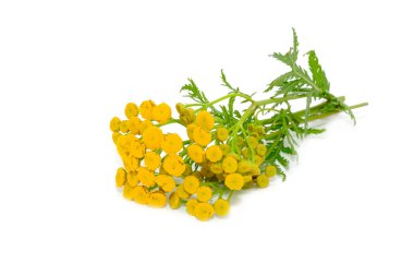 Tansy (Tanacetum Vulgare) Flowers clipart