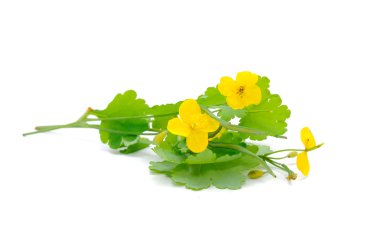 Greater Celandine (Tetterwort or Chelidonium Majus) clipart